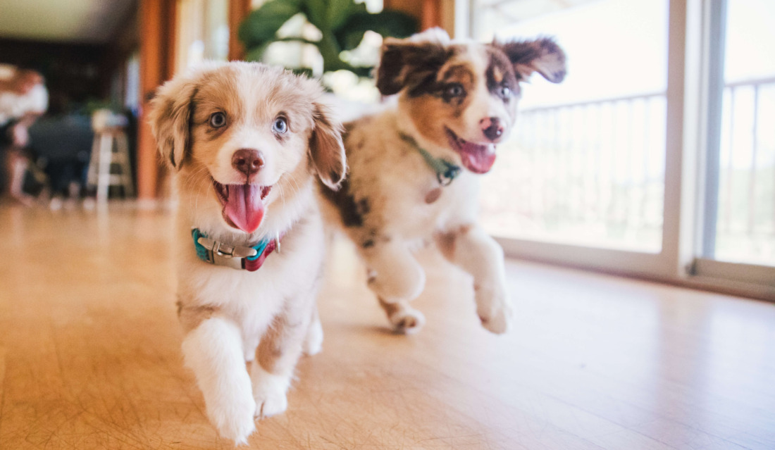 Petlook foto met honden